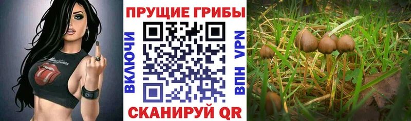 цены наркотик Коряжма Галлюциногенные грибы Psilocybine cubensis